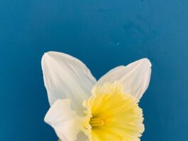 daffodil, flower, spring, yellow, white, nature, flower background, spring flowers, flower wallpaper, beautiful flowers, spring flower, flora-4916584.jpg