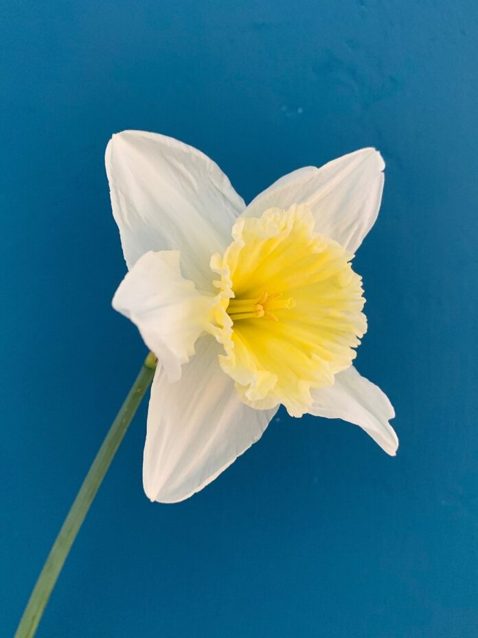 daffodil-flower-spring-yellow-white-nature-flower-background-spring-flowers-flower-wallpaper-beautiful-flowers-spring-flower-flora-4916584 daffodil, flower, spring, yellow, white, nature, flower background, spring flowers, flower wallpaper, beautiful flowers, spring flower, flora-4916584.jpg
