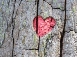 heart, tree, engraving, love, nature, tree bark, heart, heart, heart, heart, heart-8173525.jpg