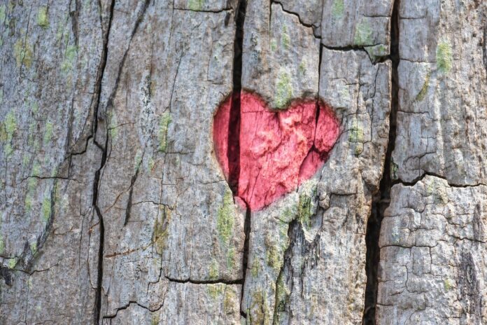 heart, tree, engraving, love, nature, tree bark, heart, heart, heart, heart, heart-8173525.jpg
