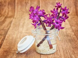 hyacinth, flower, flower wallpaper, nature, blossoms, pink, fragrant, scented flower, flower background, spring flower, beautiful flowers, decorative glass, vase-747131.jpg