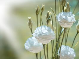 lisianthus, flower, blossom, bloom, beautiful flowers, white, white flower, white flowers, petals, flower wallpaper, flower background, nature, cut flower, tiresome, lovely, close up, tender, floristry-1402486.jpg