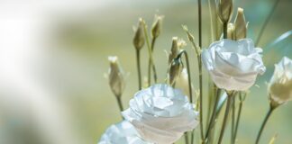 敬虔時刻/20-08-2025/今日經文:以西結二十:1~9 lisianthus, flower, blossom, bloom, beautiful flowers, white, white flower, white flowers, petals, flower wallpaper, flower background, nature, cut flower, tiresome, lovely, close up, tender, floristry-1402486.jpg