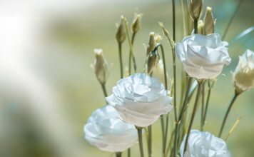 lisianthus, flower, blossom, bloom, beautiful flowers, white, white flower, white flowers, petals, flower wallpaper, flower background, nature, cut flower, tiresome, lovely, close up, tender, floristry-1402486.jpg