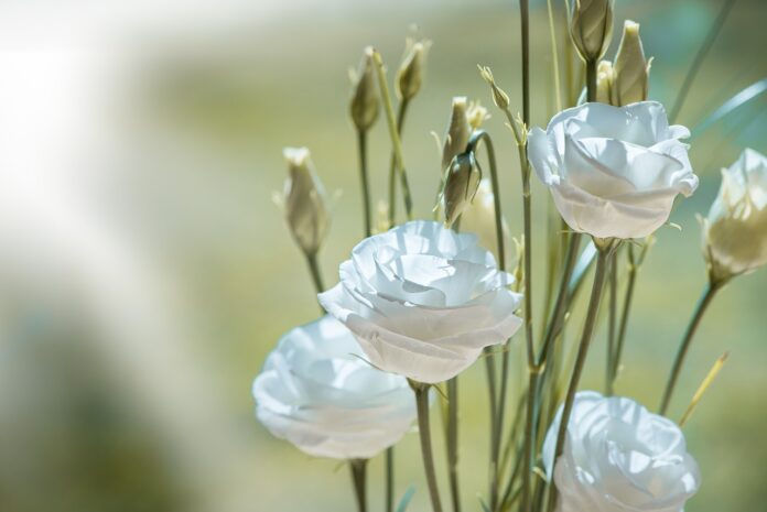 lisianthus, flower, blossom, bloom, beautiful flowers, white, white flower, white flowers, petals, flower wallpaper, flower background, nature, cut flower, tiresome, lovely, close up, tender, floristry-1402486.jpg