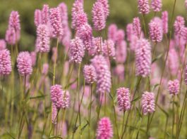 meadow, flower meadow, flower, garden, flora, beautiful flowers, spring, blossoms, flower background, spring meadow, bloom, nature, flower wallpaper, spring flowers-5229169.jpg