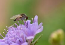 phthiria, flower background, bee fly, flower, insect, wings, nature, flower wallpaper, beautiful flowers, garden, close up, entomology, purple flower-8197371.jpg