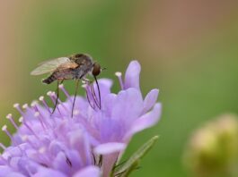 phthiria, flower background, bee fly, flower, insect, wings, nature, flower wallpaper, beautiful flowers, garden, close up, entomology, purple flower-8197371.jpg