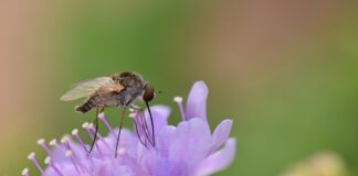 敬虔時刻/20-01-2026/今日經文:馬太5:1~16 phthiria, flower background, bee fly, flower, insect, wings, nature, flower wallpaper, beautiful flowers, garden, close up, entomology, purple flower-8197371.jpg