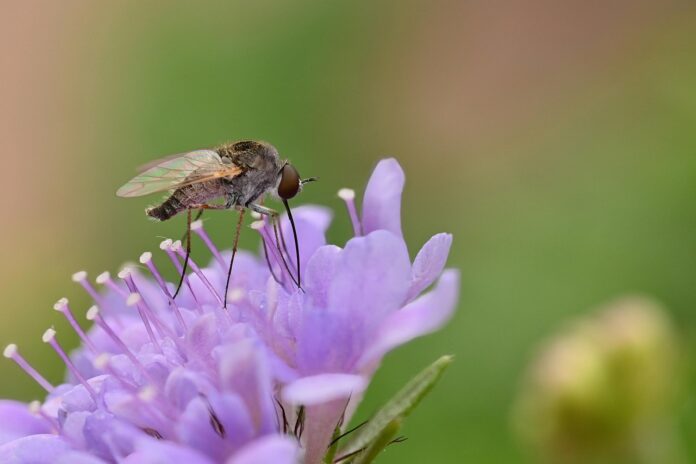 phthiria, flower background, bee fly, flower, insect, wings, nature, flower wallpaper, beautiful flowers, garden, close up, entomology, purple flower-8197371.jpg