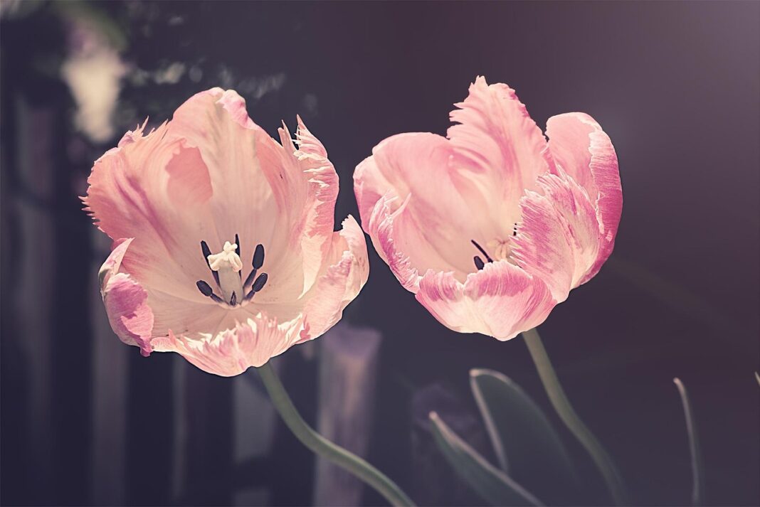 tulips, flower background, garden, flower wallpaper, garden flowers, flower, nature, plant, petal, blossoms, tulip flowers, beautiful flowers, cut flowers, spring flowers, spring, pistils, flora, close up-3339416.jpg