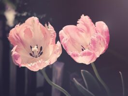 tulips, flower background, garden, flower wallpaper, garden flowers, flower, nature, plant, petal, blossoms, tulip flowers, beautiful flowers, cut flowers, spring flowers, spring, pistils, flora, close up-3339416.jpg