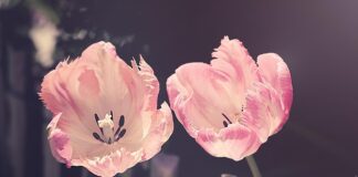 敬虔時刻/21-01-2026/今日經文:馬太5:1~15 tulips, flower background, garden, flower wallpaper, garden flowers, flower, nature, plant, petal, blossoms, tulip flowers, beautiful flowers, cut flowers, spring flowers, spring, pistils, flora, close up-3339416.jpg