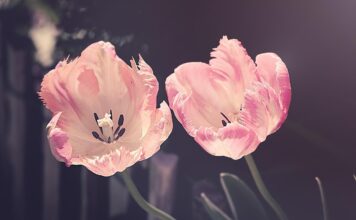 tulips, flower background, garden, flower wallpaper, garden flowers, flower, nature, plant, petal, blossoms, tulip flowers, beautiful flowers, cut flowers, spring flowers, spring, pistils, flora, close up-3339416.jpg