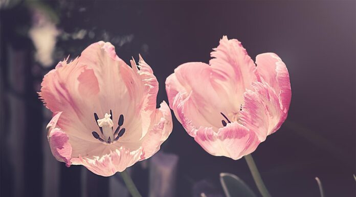 tulips, flower background, garden, flower wallpaper, garden flowers, flower, nature, plant, petal, blossoms, tulip flowers, beautiful flowers, cut flowers, spring flowers, spring, pistils, flora, close up-3339416.jpg
