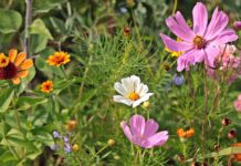 wildflowers, meadow, nature, beautiful flowers, summer, blossoms, flower background, flower, bloom, pointed flower, flora, flower wallpaper, yellow, meadow flowers, green, pink-3592934.jpg