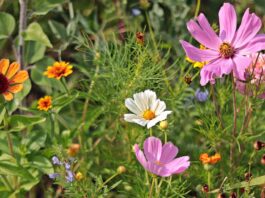 wildflowers, meadow, nature, beautiful flowers, summer, blossoms, flower background, flower, bloom, pointed flower, flora, flower wallpaper, yellow, meadow flowers, green, pink-3592934.jpg