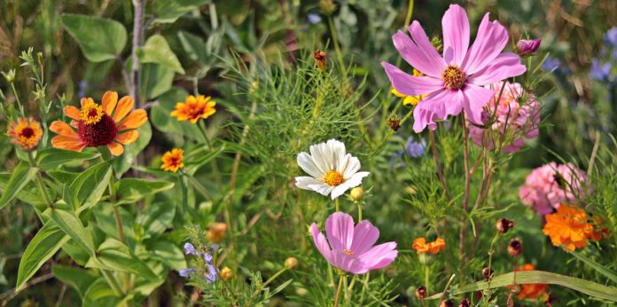 wildflowers, meadow, nature, beautiful flowers, summer, blossoms, flower background, flower, bloom, pointed flower, flora, flower wallpaper, yellow, meadow flowers, green, pink-3592934.jpg