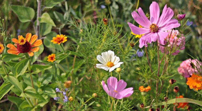 wildflowers, meadow, nature, beautiful flowers, summer, blossoms, flower background, flower, bloom, pointed flower, flora, flower wallpaper, yellow, meadow flowers, green, pink-3592934.jpg