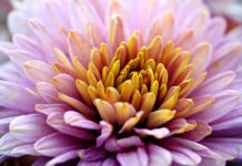 flower, flower wallpaper, beautiful flowers, flower background, chrysanthemum, petals, flora, botany, nature-8326809.jpg