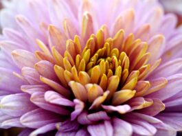 flower, flower wallpaper, beautiful flowers, flower background, chrysanthemum, petals, flora, botany, nature-8326809.jpg