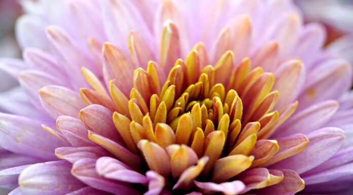 flower, flower wallpaper, beautiful flowers, flower background, chrysanthemum, petals, flora, botany, nature-8326809.jpg