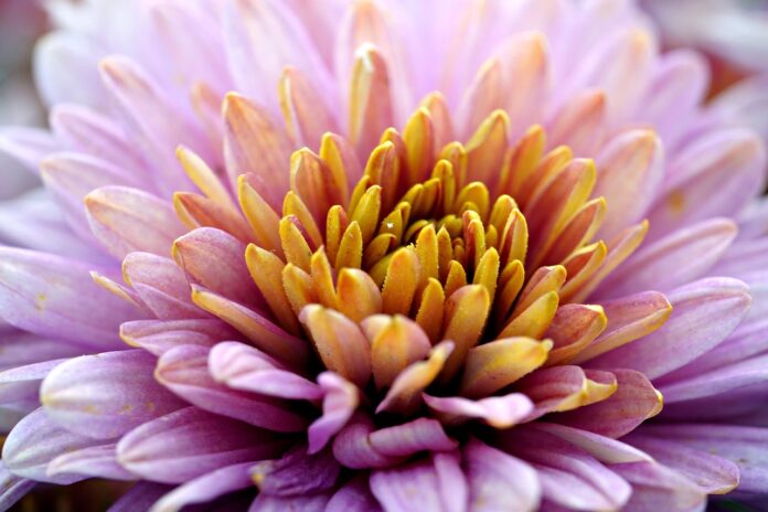 flower, flower wallpaper, beautiful flowers, flower background, chrysanthemum, petals, flora, botany, nature-8326809.jpg