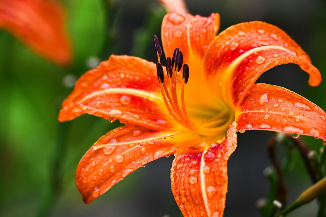 lily, flower wallpaper, flower background, flower, dew, rain, beautiful flowers, summer, nature-8157895.jpg