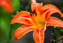 lily, flower wallpaper, flower background, flower, dew, rain, beautiful flowers, summer, nature-8157895.jpg