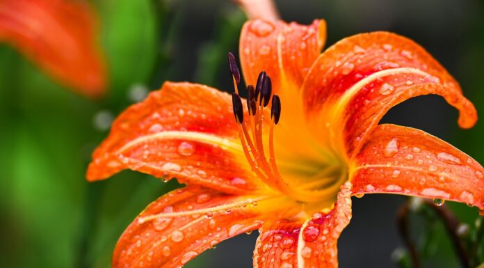 lily, flower wallpaper, flower background, flower, dew, rain, beautiful flowers, summer, nature-8157895.jpg