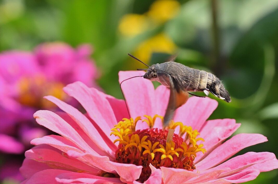 moth, hummingbird hawk moth, insect, nature, garden, zinnia, close up, blossom, bloom, summer, peregrine butterfly, owls, flying, nectar-9778099.jpg