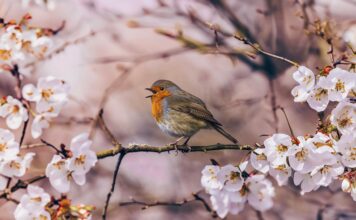 spring, pink, flower, nature, bird, animal, robin, flower background, bloom, branch, springtime, singing, beautiful flowers, white, flower wallpaper, white flowers-8636733.jpg