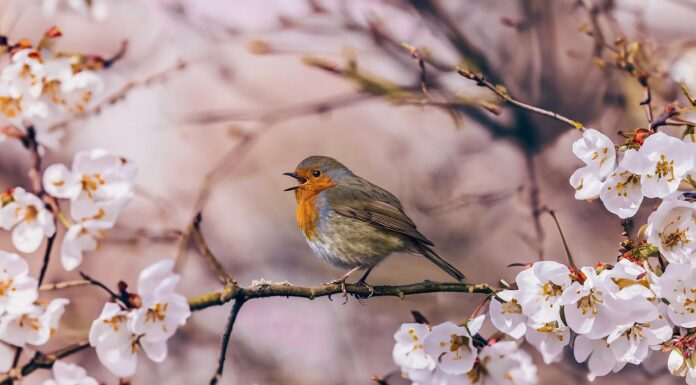 spring, pink, flower, nature, bird, animal, robin, flower background, bloom, branch, springtime, singing, beautiful flowers, white, flower wallpaper, white flowers-8636733.jpg