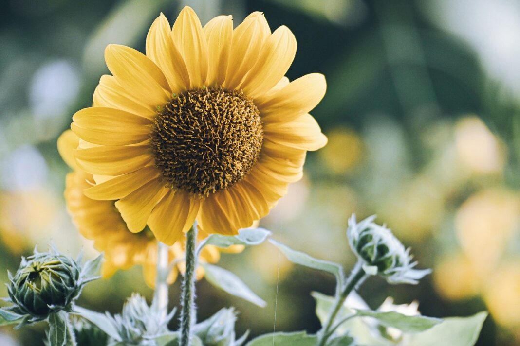 sunflowers, nature, flower wallpaper, flower, blossom, hd wallpaper, bloom, summer, flora, plants, garden, outdoors, yellow, botany, petals-9786123.jpg