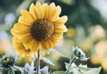 sunflowers, nature, flower wallpaper, flower, blossom, hd wallpaper, bloom, summer, flora, plants, garden, outdoors, yellow, botany, petals-9786123.jpg