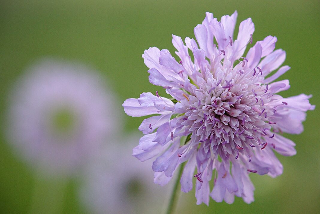 widow flower, flower background, beautiful flowers, nature, flower, purple, flower wallpaper, spring-5181497.jpg