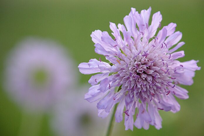 widow flower, flower background, beautiful flowers, nature, flower, purple, flower wallpaper, spring-5181497.jpg