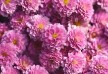 chrysanthemums, flower, nature, flower wallpaper, flora, flower background, garden, blossom, beautiful flowers, bloom, petals, hd wallpaper, plants, pink-9840206.jpg