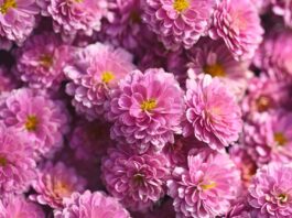 chrysanthemums, flower, nature, flower wallpaper, flora, flower background, garden, blossom, beautiful flowers, bloom, petals, hd wallpaper, plants, pink-9840206.jpg