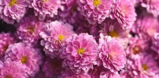 聖誕節狂歡時,愛缺席了?!‖ 你過的真的是聖誕節嗎? chrysanthemums, flower, nature, flower wallpaper, flora, flower background, garden, blossom, beautiful flowers, bloom, petals, hd wallpaper, plants, pink-9840206.jpg