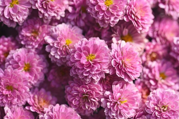 chrysanthemums, flower, nature, flower wallpaper, flora, flower background, garden, blossom, beautiful flowers, bloom, petals, hd wallpaper, plants, pink-9840206.jpg