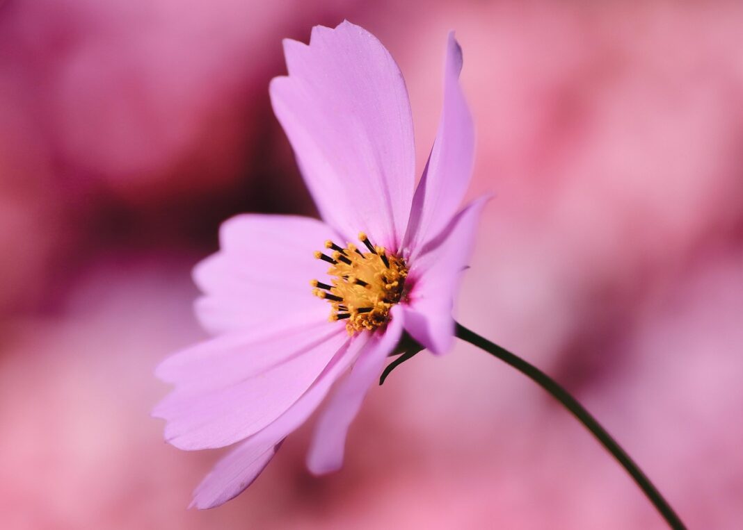 cosmea, jewelry basket, flower, cosmos flower, pink flowers, pink petals, flower wallpaper, flower background, petals, blossom, beautiful flowers, bloom, flora, plant, nature, close up-6533788.jpg