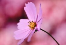 cosmea, jewelry basket, flower, cosmos flower, pink flowers, pink petals, flower wallpaper, flower background, petals, blossom, beautiful flowers, bloom, flora, plant, nature, close up-6533788.jpg