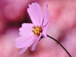 cosmea, jewelry basket, flower, cosmos flower, pink flowers, pink petals, flower wallpaper, flower background, petals, blossom, beautiful flowers, bloom, flora, plant, nature, close up-6533788.jpg