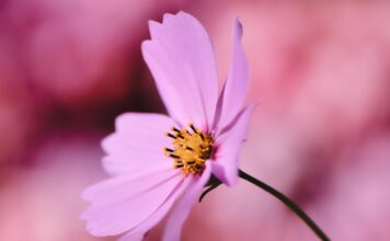 cosmea, jewelry basket, flower, cosmos flower, pink flowers, pink petals, flower wallpaper, flower background, petals, blossom, beautiful flowers, bloom, flora, plant, nature, close up-6533788.jpg