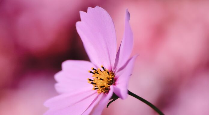 cosmea, jewelry basket, flower, cosmos flower, pink flowers, pink petals, flower wallpaper, flower background, petals, blossom, beautiful flowers, bloom, flora, plant, nature, close up-6533788.jpg