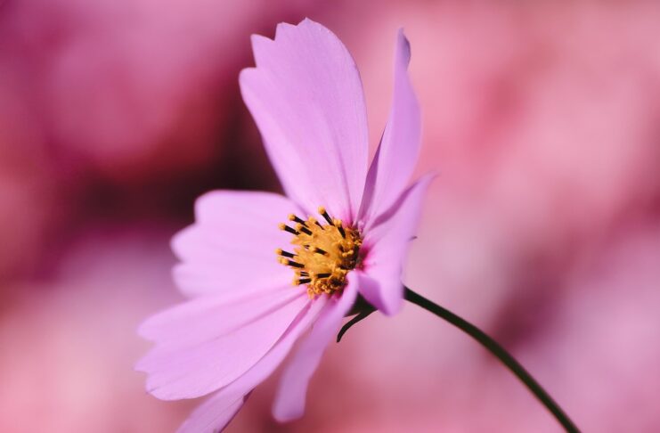 cosmea, jewelry basket, flower, cosmos flower, pink flowers, pink petals, flower wallpaper, flower background, petals, blossom, beautiful flowers, bloom, flora, plant, nature, close up-6533788.jpg
