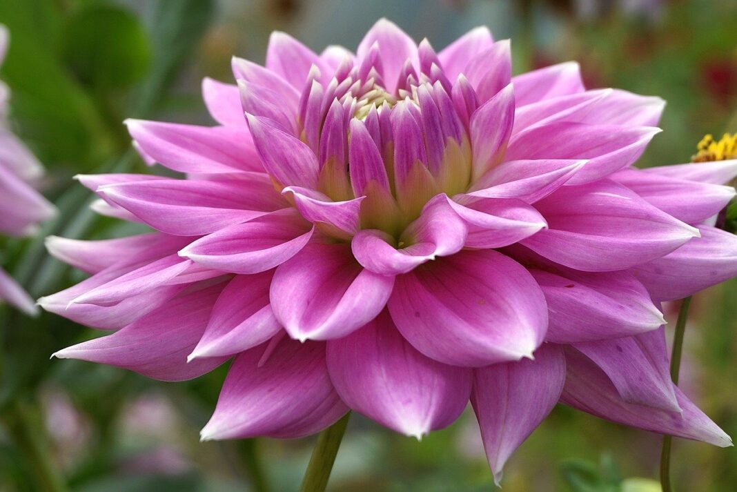 dahlia, flower, plants, asteraceae, cereal, colorful, vibrant, garden, flora, nature, perennial, wallpaper, variegated, hd wallpaper, dhalia, multi-colored, summer, closeup, decorative, close up-9818808.jpg