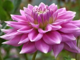dahlia, flower, plants, asteraceae, cereal, colorful, vibrant, garden, flora, nature, perennial, wallpaper, variegated, hd wallpaper, dhalia, multi-colored, summer, closeup, decorative, close up-9818808.jpg