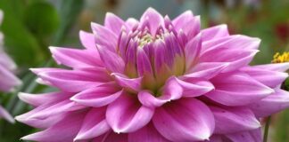 敬虔時刻/30-11-2025/今日經文:約書亞10:29~43 dahlia, flower, plants, asteraceae, cereal, colorful, vibrant, garden, flora, nature, perennial, wallpaper, variegated, hd wallpaper, dhalia, multi-colored, summer, closeup, decorative, close up-9818808.jpg